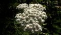 Achillea millefolium